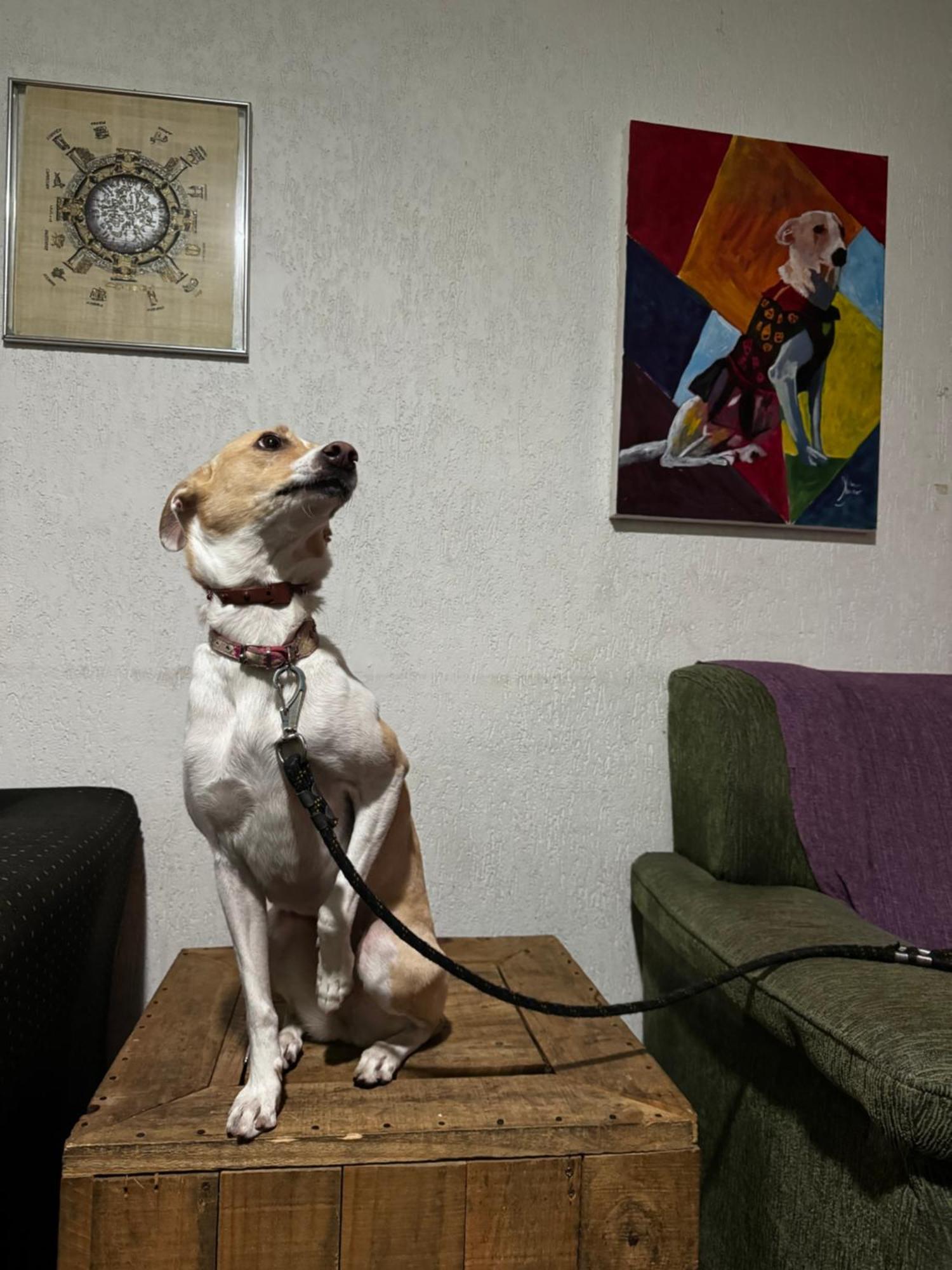 Nomade In Arte E Hostel São Paulo Eksteriør billede