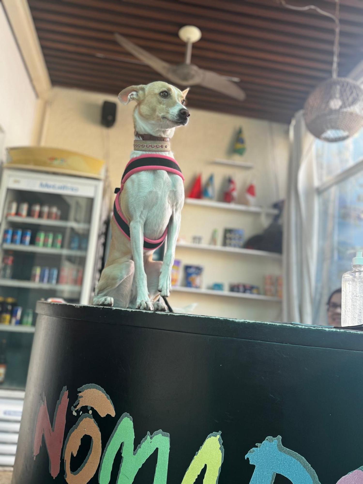 Nomade In Arte E Hostel São Paulo Eksteriør billede